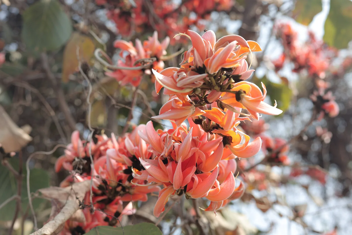 Kesuda Tour